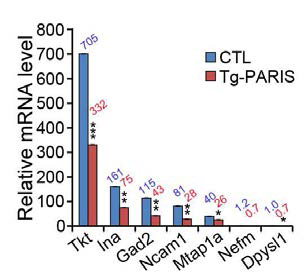흑질 특이적으로 변하는 단백질 7 종의 mRNA 양을 형질전환마우스 흑질에서 비교
