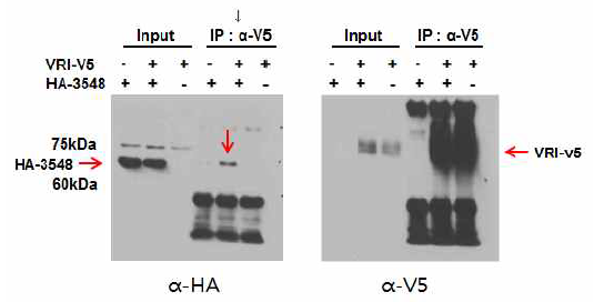 면역 침강법을 통한 CG3548과 Vrille(VRI)의 상호작용