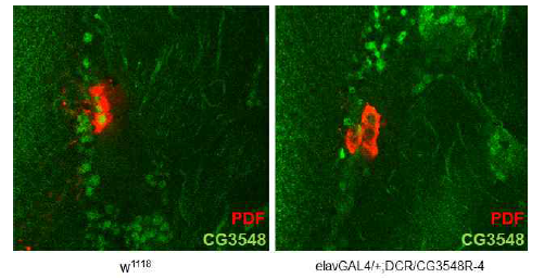 PDF neuron에서의 CG3548 발현 패턴