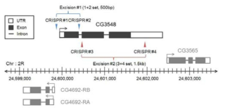 CRISPR 기술을 이용한 CG3548 돌연변이체 제작