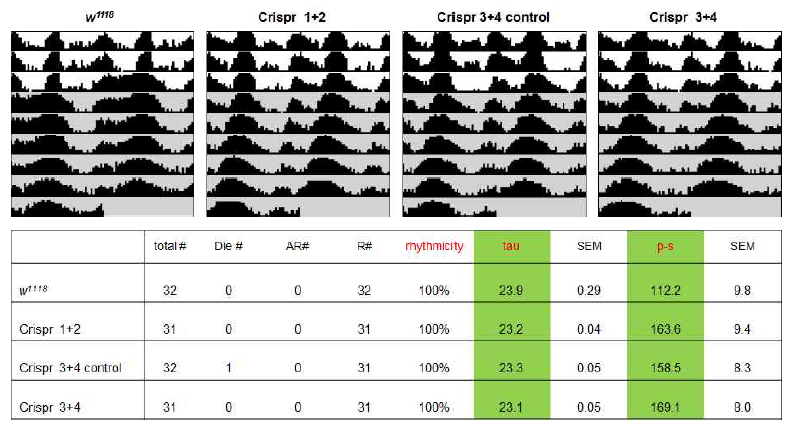 CG3548의 CRISPR 돌연변이체에서의 생체리듬 분석