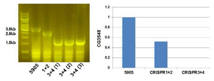 CRISPR 기술을 이용한 CG3548 돌연변이체 제작 및 확인