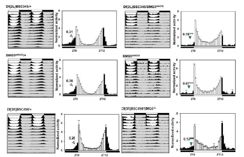 SMG5와 SMG6의 발현이 저해된 돌연변이의 대조군과 실험군에서의 생체리듬 행동양상