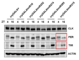 miR-315 과발현 초파리에서 PER 및 TIM 발현양의 감소 양상