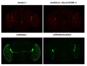 miR-8 과발현 초파리와 CG3548 RNAi 초파리의 PDF 뉴런