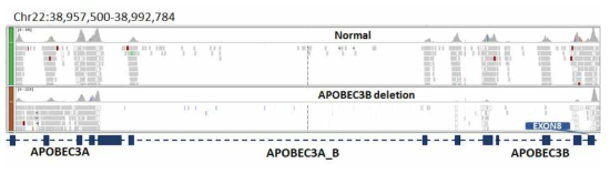 IGV를 이용한 예측된 APOBEC3B deletion