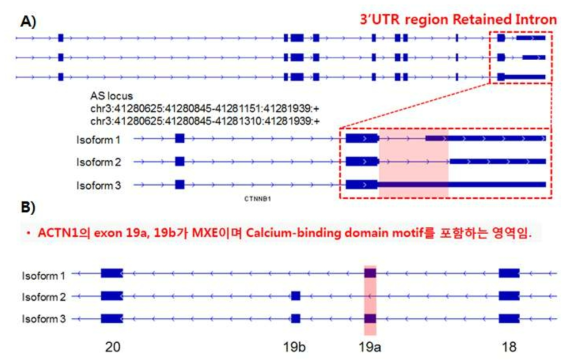 암유전체에서 발굴한 AS event 및 해당 영역의 엑손 구조 A) CTNNB1, B) ACTN1