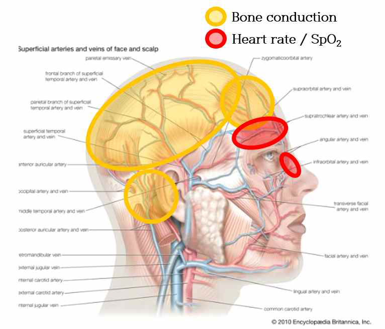 골전도 및 맥박, 산소포화도 측정 가능 부위