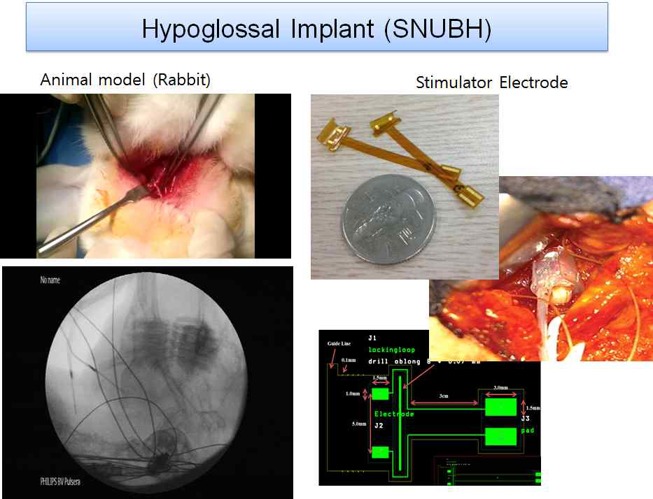 Hypoglossal implant 동물실험 장면