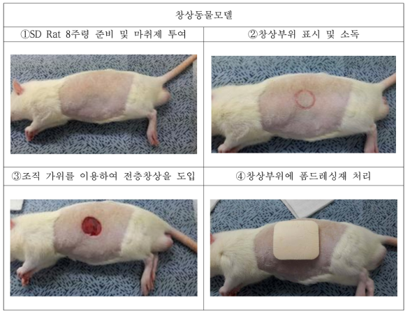 창상모델 개발