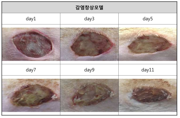 감염창상모델 육안적 평가