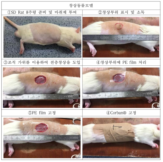 바이오센서의 창상동물모델 평가 진행