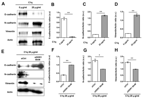 C1q regulated epithelial-mesenchymal transition (EMT) via DDR1 in HepG2 cells. The protein levels of the EMT markers E-cadherin, vimentin, and N-cadherin were assessed in cells treated with or without C1q by western blotting. (A) Cells were treated with the indicated doses of C1q for 18 h and E-cadherin, vimentin, N-cadherin, and actin expressions were analyzed by Western blot. (B) Bar graphs of E-cadherin/Actin, (C) N-cadherin/Actin, (D) Vimentin/Actin and ratios. (E) Cells were transfected with control (siCtrl) or siDDR1 for 36 h, treated with or without C1q for 6 h, and Western blotted for E-cadherin, vimentin, N-cadherin and actin. (F) Bar graphs of E-cadherin/Actin, (G) N-cadherin/Actin, (H) Vimentin/Actin and ratios. *P < 0.05, **P < 0.01