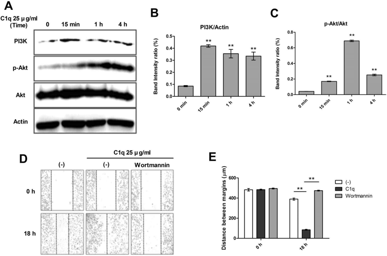 C1q activated the PI3K/Akt signal pathway in HepG2 cells. The effects of C1q on the expressions of PI3K and Akt in HepG2 cells were determined by western blotting. C1q enhanced the expressions of PI3K and of phosphorylated Akt. (A) HepG2 cells were treated with 25 μg/mL C1q for 15 min, 1 h, or 4 h. Bar graphs of (B) PI3K/Actin and (C) p-Akt/Akt ratios. (D) Pharmacological inhibition of the PI3K/Akt signal pathway by wortmannin (20 μM) pretreatment for 1 h inhibited migration significantly more in the presence of C1q than in the absence of C1q. (E) Bar diagram showing migration distances. *P < 0.05, **P < 0.01