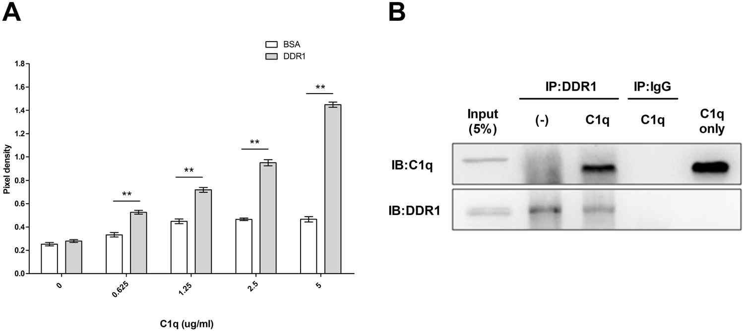 C1q bound directly to DDR1 in HepG2 cells. The interaction between C1q with DDR1 was investigated by ELISA and co-immunoprecipitation (Co-IP). (A) Binding of C1q with DDR1 by ELISA. Plates were coated with equal amounts of DDR1 (BSA was used as negative control) and incubated with diluted recombinant C1q. Absorbance was measured at 450 nm. C1q was found to dose-dependently bind to DDR1 with OD values higher than those of the control (BSA). (B) Co-immunoprecipitation of C1q and DDR1 examined by Western blotting. HepG2 cells were grown in 10 cm plates, treated with or without C1q for 1 h, lysed, and subjected to Co-IP. The lysates were with anti-DDR1 antibody or anti-IgG. The immunoprecipitates obtained were western blotted using anti-C1q or anti-DDR1 antibodies. As a protein input control, 5% of cell lysates were used. *P < 0.05, **P < 0.01