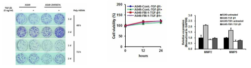 TGF-β1에 의한 A549 세포의 colony formation, 성장 속도 및 MMP 발현에서 ZNF857A의 효과