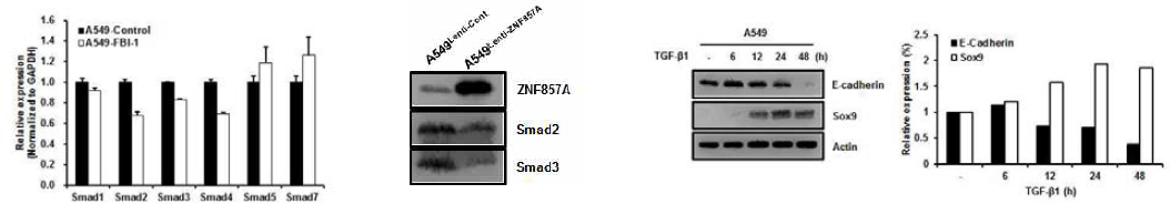 ZNF857A에 의한 Smad 2/3의 발현 변화 및 TGF-β1에 의한 Sox9 발현 증가