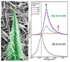 ZnTe 나노나무의 전자현미경 사진과 편광의존 PL 특성. wurtizte ZnTe 는 강한 편광의존성을 보인다