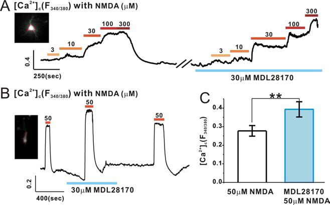 도파민신경세포의 calpains 활성 차단시 NMDA수용기 자극에 따른 칼슘신호 반응 민감도가 높게 증가함을 관찰 할 수 있다. calpains 활성 차단 전 후로 보이는 NMDA 칼슘증가ratio 에 대한 유의성을 확인할 수 있다 (C)