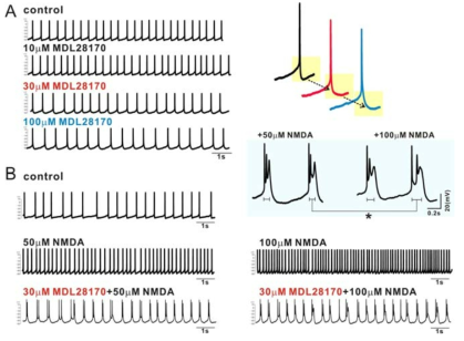 (A)MDL28170의 농도에 따라 firing의 frequency는 감소하지만 빠른 Ih potential을 보일 뿐 완전히 사라지지 않고 계속적 전기적 신호를 보인다. 또한 calpains 억제 후 농도가 다른 NMDA (50uM, 100uM) 반응에서 각각 burst patterns의 전기적 신호를 보여주고 있다