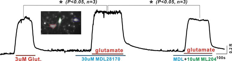 3uM glutamate 자극으로 증가한 칼슘신호는 calpains활성 억제를 하게 되면 더 크게 나타나고 (p<0.05) TRPC4차단을 통해 glutamate 단독반응과 유사한 나타남을 관찰하게 된다. (n=3)