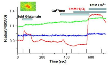 세포밖의 칼슘이 없는 조건에서는 ROS에 의한 칼슘신호변화는 유도되지 않지만 세포밖 정상농도의 칼슘을 회복하면 ROS에 의한 칼슘신호가 증가함을 관찰. ROS에 의해 세포밖에서 안으로 유입되는 칼슘신호임을 관찰할 수 있었다. (n=6)
