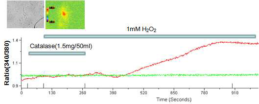 catalase 처리로 H2O2에 의한 칼슘신호는 세포내 ROS의 증가에 의한 변화임을 관찰. (n=7)
