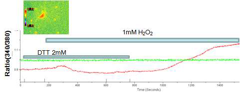 DTT (2mM) 처리에 따른 H2O2- induced 칼슘신호 관찰(n=8)