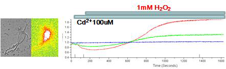 Cadmium으로 전처리 한 후 H2O2의 칼슘신호반응을 관찰. nonspecific calcium channel을 차단해도 ROS 증가에 따른 칼슘신호반응은 증가된다
