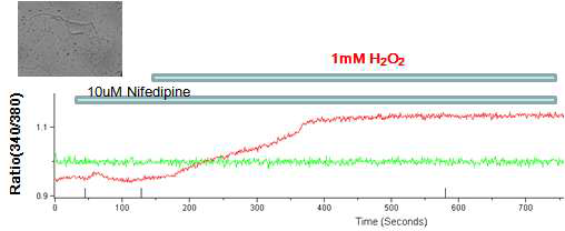 10uM Nifedipine 으로 전처리 한후 H2O2의 칼슘신호반응을 관찰하였다. L-type specific calcium channel을 차단해도 칼슘신호반응은 나타난다