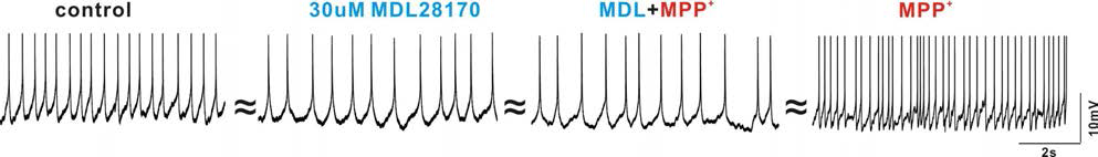 calpains 활성 차단제인 MDL28170 (30uM)를 5~10분간 전처리 한 후 MPP+ 반응(후 10분 이상의 MPP+ 반응)관찰. calpains 차단에 의해 전기적 활동전압은 변화가 없다