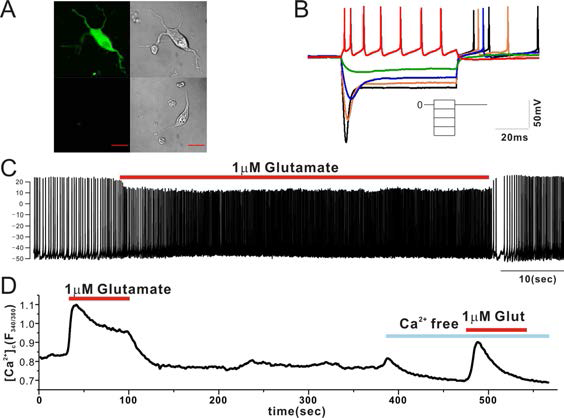 분리된 단일세포가 도파민세포임을 증명하기 위해 TH-positive를 확인했고 Ih current를 기록했다 (red bar:50um, A.B). glutamate response를 전기생리학적기법과 칼슘 이미징을 통해 확인했다. glutamate 자극을 통해 외부칼슘유입이 상당히 많이 일어남을 보여 준다 (C, D)