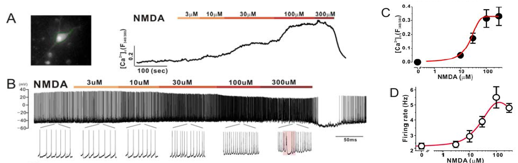 농도에 따른 NMDA 반응 관찰. 칼슘증가 및 활동전압의 증가를 보이지만 고농도의 NMDA에 의해서는 활동전압의 패턴이 regular firing 증가에서 bursting firing patterns으로 달라짐을 관찰해 볼 수 있다. (1uM glycine 포함)