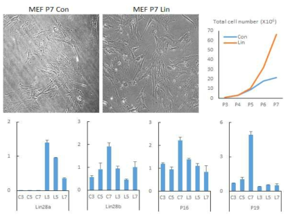 Lin28a 도입 의한 섬유아세포 기능강화 (계속)