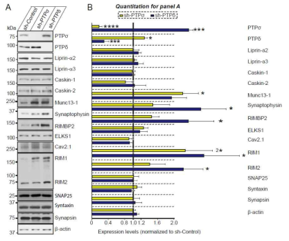 전시냅스 내 단백질 발현에 대한 PTPR 탈인산화수용체 낙다운 효과. (A-B) 배양된 마우스 신경세포에 렌티바이러스 이용하여 PTPR 탈인산화수용체를 낙다운 뒤 다양한 전시냅스 내 단백질의 발현 패턴의 변화 확인 및 정량
