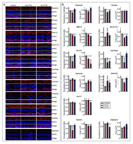 PTPR 탈인산화수용체 낙다운에 의한 전시냅스 단백질들의 시냅스 내 구조적 변화. (A-B) 배양된 마우스 신경세포에 렌티바이러스 이용하여 PTPR 탈인산화수용체를 낙다운 시킨 뒤 면역염색법을 통해 다양한 전시냅스 내 단백질의 시냅스 내 구조적 변화를 확인