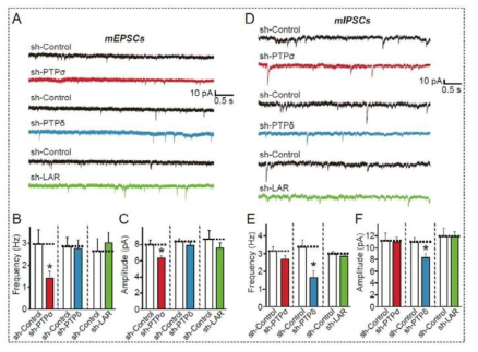 PTPR 탈인산화수용체의 시냅스전달 조절 기능연구. (A-F) 대조군, PTPσ, PTPδ 또는 LAR 낙다운 바이러스에 감염된 뉴런에서의 전기생리학 기법을 이용한 mEPSC 및 mIPSC의 측정 및 정량