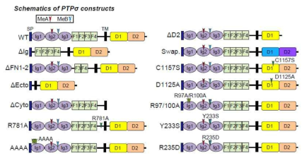 PTPσ WT 및 다양한 PTPσ 돌연변이체의 개요. Deletion 돌연변이체 - ΔIg: 3 개의 Ig 도메인이 결실 된 PTPσ; ΔFN1-2: 처음 두 개의 FNIII 도메인이 결손 된 PTPσ 돌연변이체; ΔEcto: 전체 세포 외 영역의 결실을 갖는 PTPσ 돌연변이체; ΔCyto: 전체 세포 내 영역이 결실 된 PTPσ 돌연변이체;ΔD2: 세포 내 D2 도메인이 결실 된 PTPσ돌연변이체. Point 돌연변이체 - C1157S 또는 D1125A: 타이로신 탈인산화효 활성 결핍 PTPσ; R781A: PTPσ의 단백질 분해 절단 결손 돌연변이체; AAAA: 첫번째 Ig 도메인 (K68, K69, K71 및 K72)의 4 개의 라이신을 알라닌으로 대체 하여 헤파란 황산 결합이 제거 된 PTPσ 돌연변이체; R97/100A: 두 개의 아르기닌 잔기(R97 및 R100)를 알라닌으로 대체하여 TrkC 결합이 억제 된 PTPσ 돌연변이체; Y233S: 233번째 타이로신 잔기(Y233)를 세린으로 대체하여 Slitrks 및 TrkC에 대한 결합을 제거한 PTPσ 돌연변이체; R235D: 아르기닌 잔기 (R235)를 아스파르트 산으로 대체함으로써 Slitrks에 대한 결합이 억제 된 PTPσ 돌연변이체