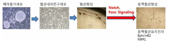 배아줄기세포로부터 혈관내피전구세포와 동맥화된 혈관 세포 유도