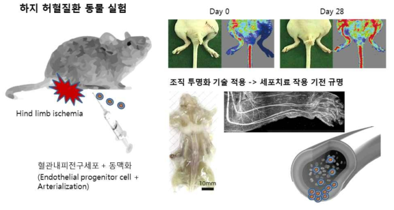 하지 허혈질환 동물실험 및 분석 (Laser Doppler perfusion imaging, tissue clearing technique)