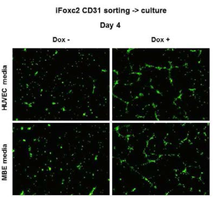 Embryoid body 분화 6일차에서 분리된 CD31 세포의 배양 후 tube formation 실험