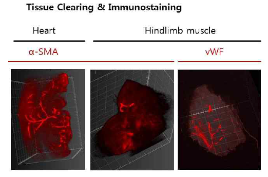 CUBIC protocol과 immunolabel을 통한 삼차원 입체 영상의 구축 (ZEISS Z.1 lightsheet microscope)