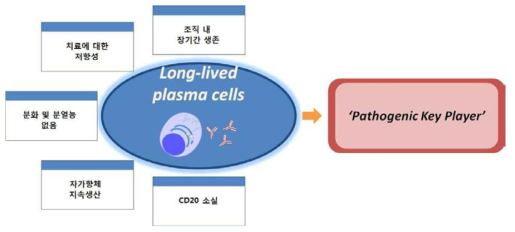 루푸스 병인에서 장기생존 형질세포의 역할