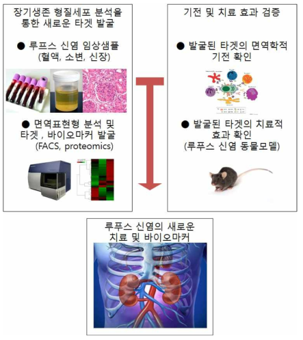 연구의 개요 모식도