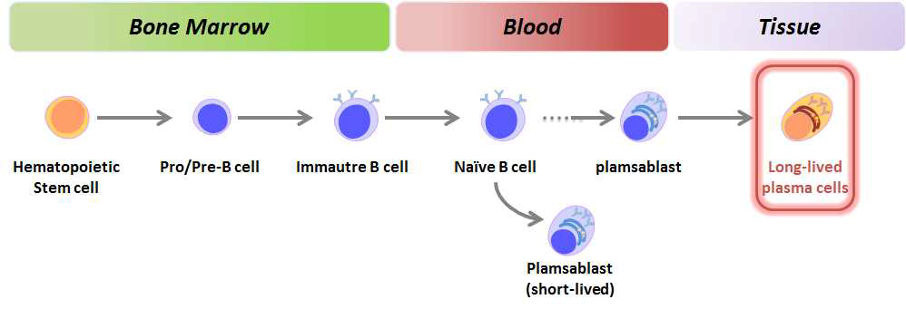 B 세포 분화과정 및 장기생존 형질세포