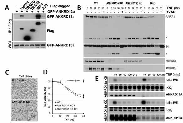 ANKRD13a는 TNF-유도 세포사멸을 억제함