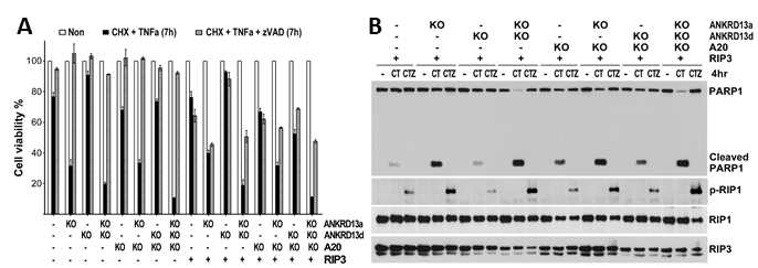 ANKRD13a는 Apoptosis와 and Necroptosis를 억제함