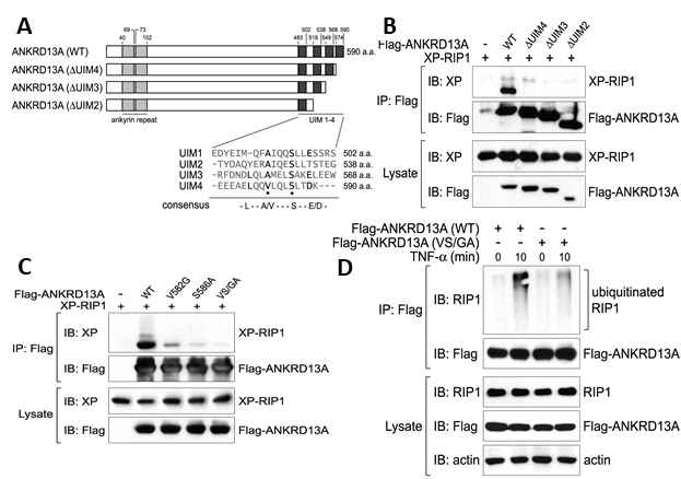 ANKRD13a는 ubi-RIP1과 결합함