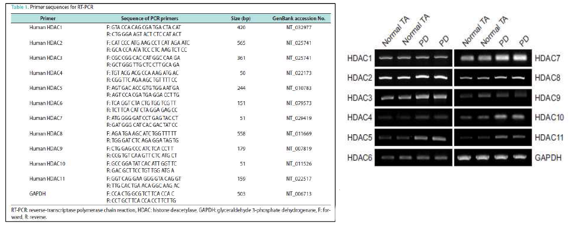 HDAC subtype 중 HDAC7 유전자가 섬유화병변에서 분리된 섬유모세포에서 높은 발현율을 보임