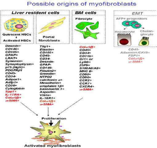 Cellular sources of myofibroblasts in fibrotic liver. Although the composition of hepatic myofibroblasts varies dependent on etiology of liver fibrosis, it is believed that liver resident hepatic stellate cells, portal fibroblasts and fibrocytes are the major contributors to collagen type I producing cells in fibrotic liver. Specific markers for each population are listed, see explanations in the text